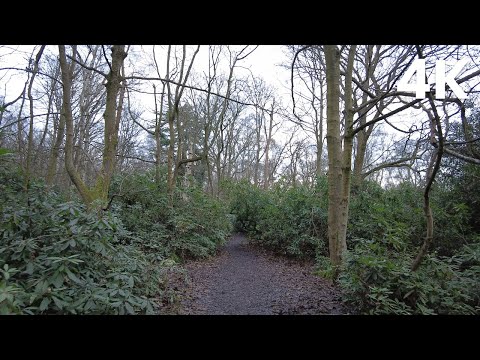 Cloudy skies make a forest hike feel cozy (Nature Visualizer)