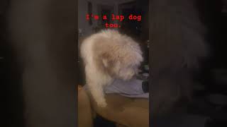 #music #rock #rocknroll #funkydogs #dogsrock #dogsrock #funnyanimals #doglover