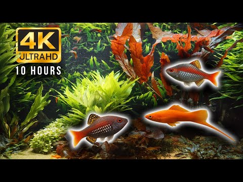 10-Hour 4K Aquarium | Relaxing Tropical Fish Tank with Swordtails, Odessa Barbs & Aquatic Plants
