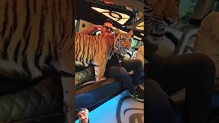 Kitna Sundar Ghar Hai Main vahan tiger per rakhe hue #nitinkakkar #raviudyawar