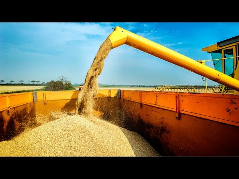 HOW IS OAT MILK MADE 🥛| HOW IS OAT MILK PRODUCED IN THE FACTORY