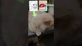 MEOWing🤫🧏‍♂️ #viral #subscribe #youtuber #music #shortsads #shorts #sigma