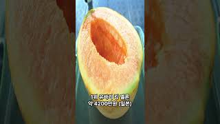 세계에서 가장 비싼과일은 얼마일까? #과일 #비싼 #멜론 #melon #순위