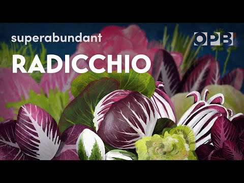 How the Pacific Northwest is leading a radicchio renaissance | Superabundant