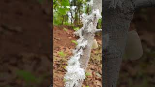 Flatidae |Nature 4K Video |