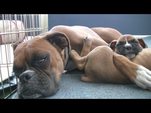Sleepy 6 Week Old Boxer Puppies