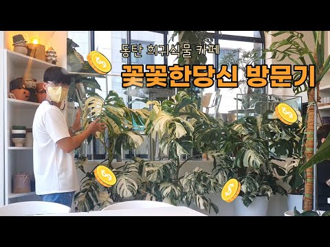 [식사남TV] 리뉴얼한 동탄 희귀식물 카페 꽃꽃한당신 다녀왔어요! #희귀식물 #희귀식물카페 #꽃꽃한당신