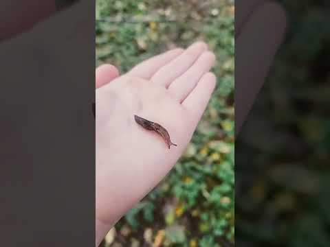 He is so adorable #dragonpuppet #Nature #Slugs #Cute