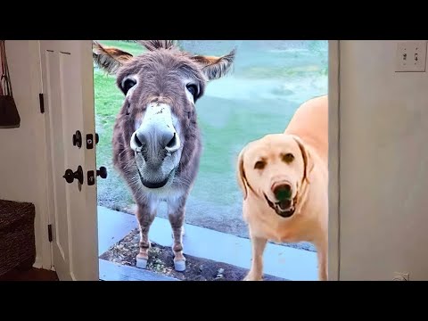 I Thought I Had One Dog… Now I Have a Farm ! 🤦 ♂️😁 FUNNIEST Dogs video!
