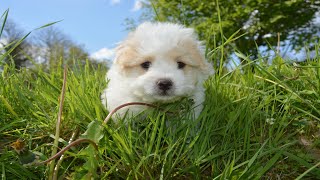 편안한 강아지 음악 - 심리안정 음악ㅣ강아지가 좋아하는 음악 Pet Music(10시간)