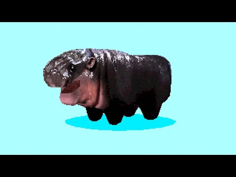 hippo
