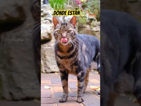 #cat 🐈 gato donde están no te veo hola cómo están ok me voy