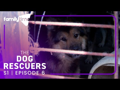 The Dog Rescuers | S1E6 | Home Alone