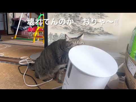 やんちゃ猫　レオ