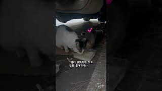 우리동네귀요미들 모두행복해져라 #화이팅#고양이일상 #cat #cute