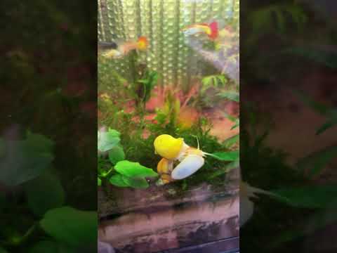 Mystery snail mysteries