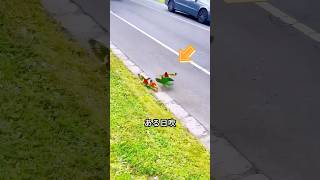 少女がいじめられている弱々しいゴシキセイガイインコを救い、そして...