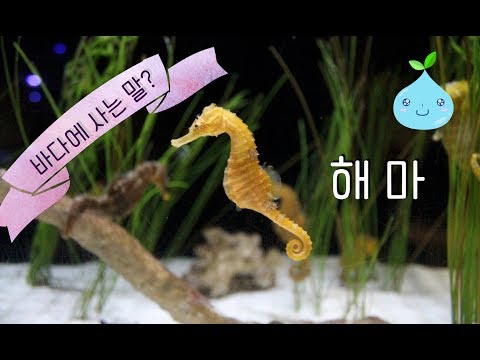sea horse, kids zoo