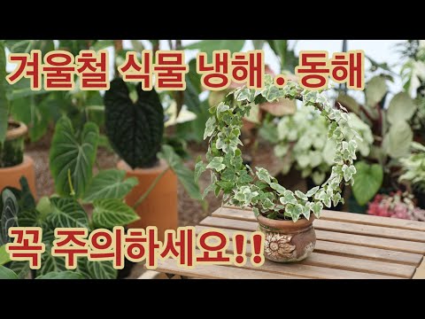 겨울철 식물 냉해 동해 꼭 주의 해야 하는일