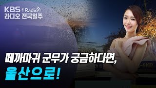 [라디오 전국일주] 191203 떼까마귀 군무가 궁금하다면, 울산으로!