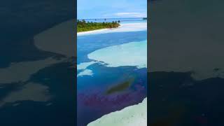 Tropical Bliss | Best MUSIC 2024 #islandbliss #tropicalescape