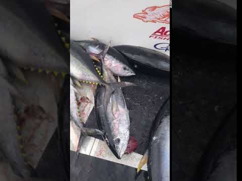 SEPTEMBER 2020 BLUEFIN