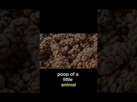 World's Most Expensive Coffee! #luwak #luwakcoffee #coffee #youtubeshorts #youtube #ytshorts