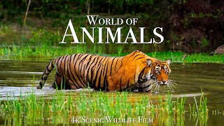 Animal World 4K - Scenic Wildlife Film With Calming Music
