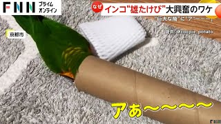「ア～～」筒を見たインコが雄叫びして大興奮　京都