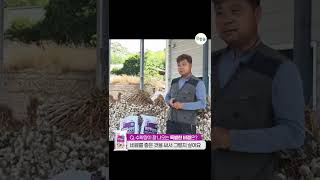 마늘 수확량 2배 비결 '한번에아리커'