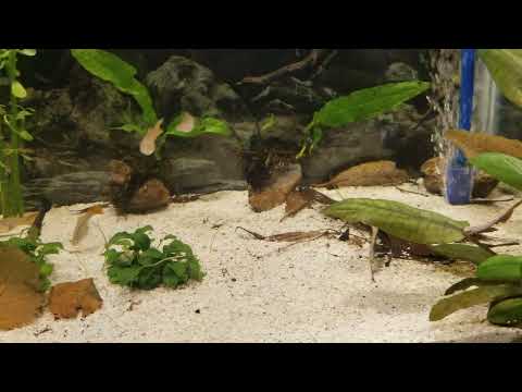 Natural Planted Aquarium