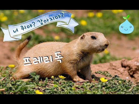 prairie dog
