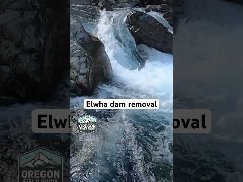 🌱 Dam removals return the Elwha River to its natural state 🎣🏞️#DamRemovals