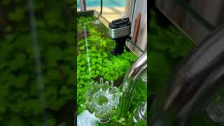 Manual power head #youtubeshorts #aquarium #aquascape