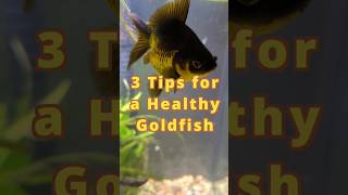 3 Tips for a HEALTHY goldfish 🎏