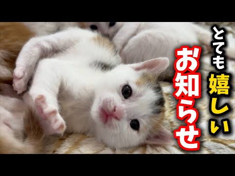 I have some very exciting news to share about our three week old kittens.