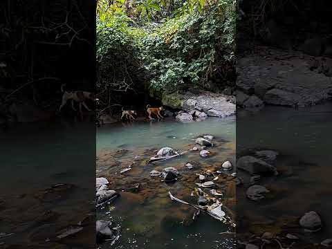 Man vs Natural Obstruction #beargrylls #travel #trending #trending #shorts #shortsvideo #adventure