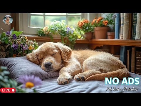 Best Valentine's Day Music to Calm Dogs 🐶💖 For A Super Effective Sleep 🐶🐶 Stress Relief