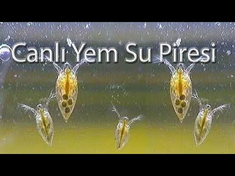 Canlarımıza canlı yem supiresi zamanı afiyetle yediler