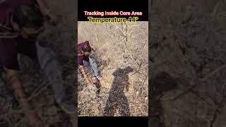 Tracking Inside Core Area - Temp 44° #sariska #tigerreserve #wildlife #ytshorts #shortsfeed #track