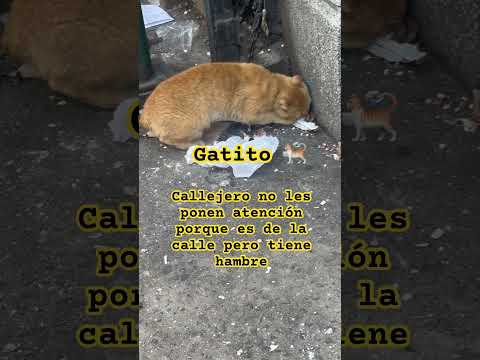 #gatito 🐈 callejero no les ponen atención pero tiene hambre 😒  🐈