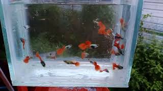 红尾大耳孔雀鱼，dumbo Red tail guppy