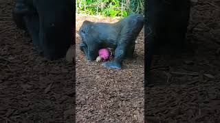 #gorilla girl