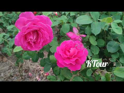 মুগ্ধতা, মোহ, জাদুকরী ভালবাসার বহুরঙের গোলাপ / So different colour beautiful flower @KTour997
