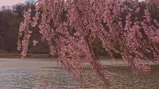 Cherry Breeze