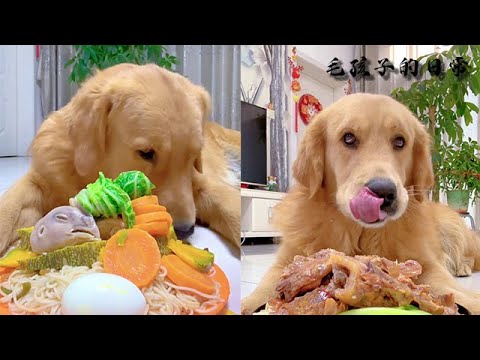 【毛孩子的日常】狗子：開飯開飯 #萌宠#可爱 #可爱到爆炸 #狗子#干饭 #干饭狗的日常 #干饭王 #funny #搞笑