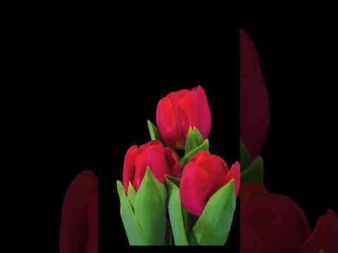 سخنرانی زیبا و شنیدنی از استاد عالی | #اهل_بیت #خدا #استاد_عالی #امام_زمان
