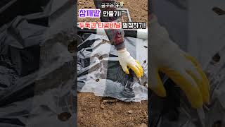 [꿈꾸는농부] 참깨밭 만드는 시기와 방법 #참깨농사 #참깨밭 만들기 #타공비닐 멀칭 #전원생활 #farming #꿈꾸는텃밭 #정원관리 #food #농사노하우