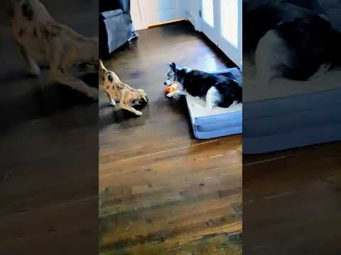 Mine mine mine. Daisy and walt.#puppy #funny #puppylove