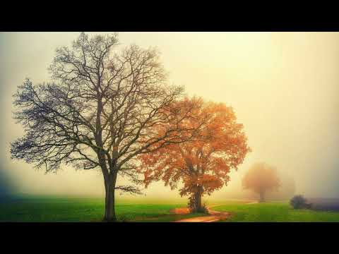 Soothing Calmness Music for Stress Relief